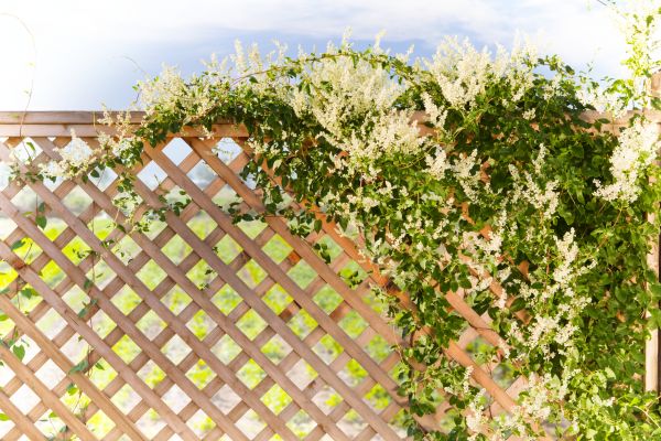 Cost of Lattice Repair in Worcester