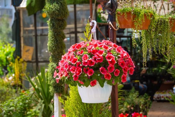 Cost of Hanging Planter Installation in Worcester