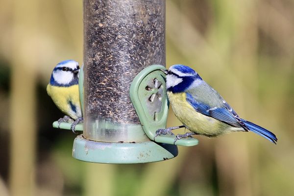 Cost of Bird Feeder Mounting Service in Worcester