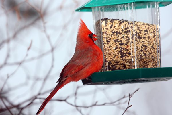 Cost of Bird Feeder Hanging in Worcester